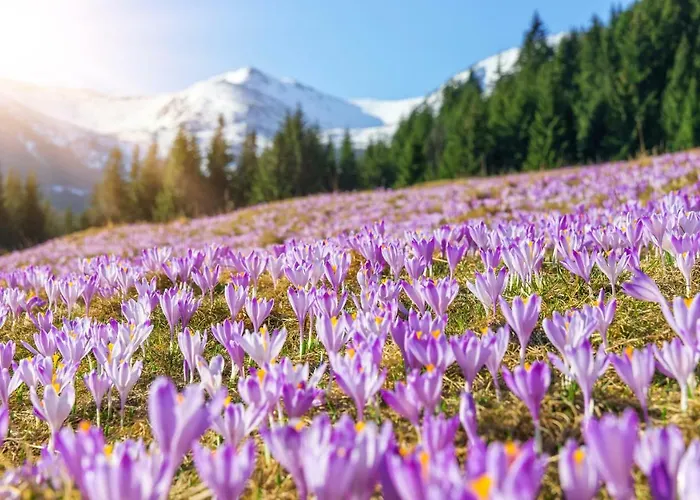 Appartement Apartamentylove - Zborowski Centrum, 100m Do Krupowek *