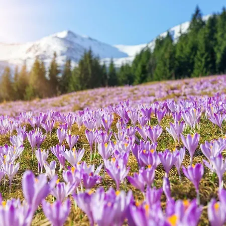 公寓 Apartamentylove - Zborowski Centrum, 100m Do Krupowek *